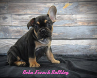 Reba Female AKC French Bulldog $950