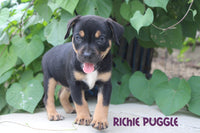 Richie Male Puggle $299