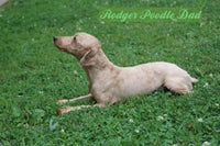 William Male Cockapoo $950