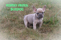 Rodney Male AKC French Bulldog $950