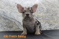 Rolo Male AKC French Bulldog $1350