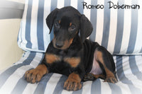 Romeo Male AKC Doberman Pinscher $650