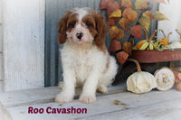 Roo Male Cavachon $675