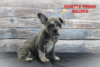 Rosetta Female AKC French Bulldog $1100