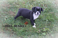 Roxy Female Beabull $650