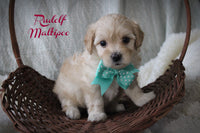 Rudolf Male Maltipoo $1150