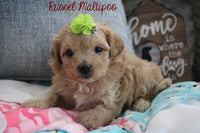 Russel Male Maltipoo $1150