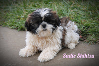 Sadie Female Shihtzu $775