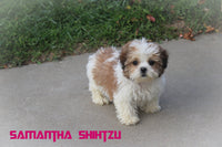 Samantha Female Shihtzu $525