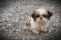 Scarlette Female Shihtzu $775