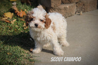 Scout Male F1B Cavapoo $400