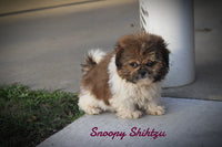 Snoopy Male Shihtzu $525