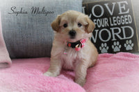 Sophia Female Maltipoo $1200