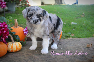 Mini Aussiepoo