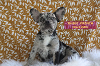 Susie Female AKC French Bulldog $1900