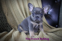 Tina Female AKC French Bulldog $2500