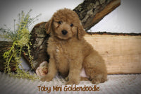 Toby Male F1B Mini Goldendoodle $795