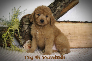 Mini Goldendoodle