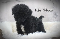 Toby Male Shihpoo $895