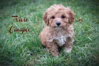 Cavapoo