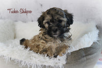 Tucker Male Shihpoo $1000