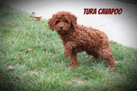 Cavapoo