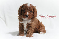 Cavapoo