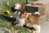 Willy Male Shihtzu $525