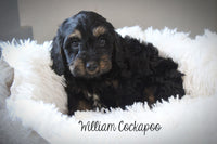 William Male Cockapoo $950