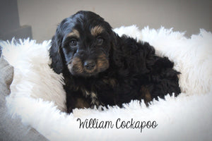 Cockapoo