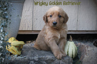 Wrigley Male AKC Golden Retriever $950