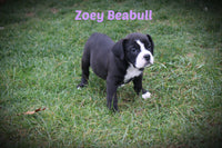 Zoey Female Beabull $650