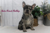 Sasha Female AKC French Bulldog $1995