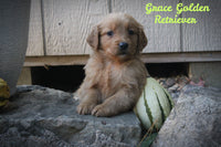 Grace Female AKC Golden Retriever $950