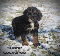 Shane Male Cockapoo $950