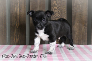 Fox Terrier Mix