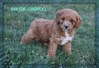 Baxter Male Cavapoo $375