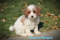 Bouncer Male F1B Cavapoo $400