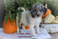 Cleo Male Mini Labradoodle $299