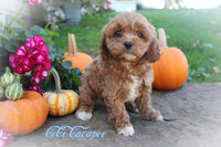 Coco Female Cavapoo $895