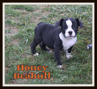 Honey Female Beabull $650