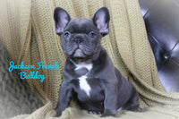 Jackson Male ACA French Bulldog $3000