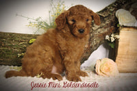 Jessie Male F1B Mini Goldendoodle $795