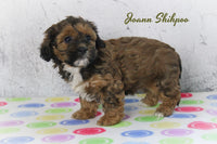 Joann Female Shihpoo $1000