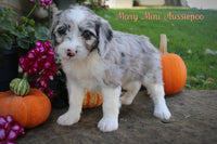 Mary Female Mini Aussiepoo $895