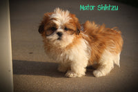 Mator Male Shihtzu $525