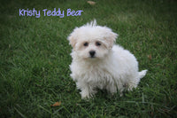 Kristy Female Teddy Bear $750