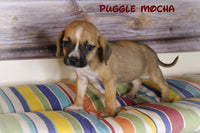 Mocha Female Puggle $750