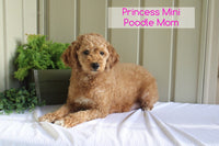 Mini Poodle