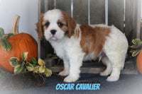 Oscar Male AKC Cavalier $650